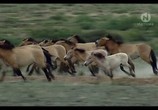 Сцена из фильма Дикие лошади: Возвращение в Китай / Wild Horses: Return to China (2004) Дикие лошади: Возвращение в Китай сцена 2