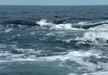 Сцена из фильма BBC: Морские гиганты / Ocean Giants (2011) Морские гиганты сцена 1