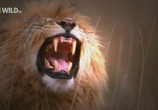 Сцена из фильма National Geographic: Доисторические хищники: Саблезубый Тигр / Prehistoric Predators: Saber Tooth Cat (2009) National Geographic: Доисторические хищники: Саблезубый Тигр сцена 8