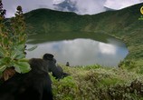 Сцена из фильма BBC. Семья горилл и я / Gorilla Family and Me (2015) BBC. Семья горилл и я сцена 6