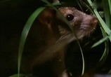ТВ BBC: Наедине с природой: Крысиные бега / BBC: The Rat RACE (2004) - cцена 3