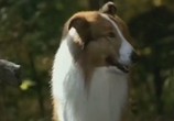 Сцена из фильма Лэсси / Lassie (1994) Лэсси сцена 3