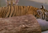 Сцена из фильма Зоопарк / The Bronx Zoo (2016) 