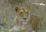 ТВ Легенды / Wildlife Icons (2016) - cцена 1