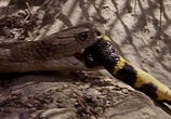 Сцена из фильма Discovery: Идеальный путеводитель. Змеи / Discovery: Ultimate Guide: Snakes (1999) Discovery: Идеальный путеводитель. Змеи сцена 6