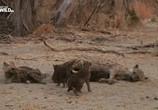 ТВ История одной гиеновой собаки / A Wild Dog's Tale (2012) - cцена 4