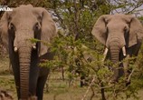 Сцена из фильма Почти человек. Жизнь слона / An Elephant's World (2017) Почти человек. Жизнь слона сцена 6