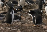 Сцена из фильма Пингвинопалуза / Penguin palooza (2017) Пингвинопалуза сцена 3