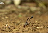ТВ Удивительные насекомые / Incredible Insects (2015) - cцена 2