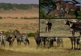 Сцена из фильма Великий поход зебр / Zebras on the Move (2009) Великий поход зебр сцена 1