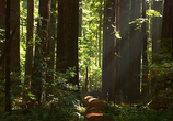 ТВ Живые Пейзажи: Калифорнийские секвойи / Living Landscapes: California Redwoods (2009) - cцена 5