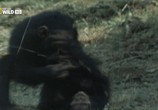 Сцена из фильма Королевство обезьян: Брат на брата / Wild Kingdom Of The Apes (2014) Королевство обезьян: Брат на брата сцена 8
