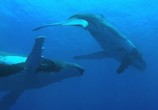 Сцена из фильма Дельфины и киты / Dolphins and Whales 3D: Tribes of the Ocean (2008) Дельфины и киты сцена 2