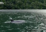 Сцена из фильма Дикие дельфины / Wild Dolphins (2017) Дикие дельфины сцена 5