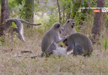 Сцена из фильма Земля приматов / Land of Primates (2016) Земля приматов сцена 7