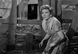 Сцена из фильма Неудачник и я / The Egg and I (1947) Неудачник и я сцена 6