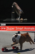 BBC: Гении из царства животных