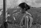 Сцена из фильма Песнь дороги / Pather Panchali (1955) 