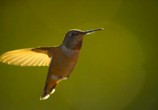 Сцена из фильма National Geographic: Жизнь колибри. Волшебство в воздухе / National Geographic: Hummingbirds. Magic in the air (2009) National Geographic: Жизнь колибри. Волшебство в воздухе сцена 1