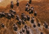 Сцена из фильма Против природы 2: Выжить в Серенгети / Against the Wild 2: Survive the Serengeti (2016) Против природы 2: Выжить в Серенгети сцена 3
