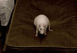 Сцена из фильма Мистер Крыс / Rat (2000) Мистер Крыс сцена 4