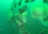 Сцена из фильма Война с медузами / War with jellyfish (2012) Война с медузами сцена 4