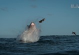 Сцена из фильма Летающие челюсти: прогулка с белыми акулами / Air Jaws. Walking With Great Whites (2015) Летающие челюсти: прогулка с белыми акулами сцена 6