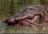 Сцена из фильма Крокодил-убийца 1,2 / Killer Crocodile (1989) Крокодил-убийца 1,2 сцена 3