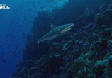 Сцена из фильма Полчища акул / Shark Swarm (2017) Полчища акул сцена 1