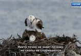 ТВ Королевство кенгуру на острове Роттнест / Rottnest Island Kingdom of the Quokka (2018) - cцена 5
