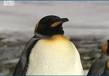 Сцена из фильма Пингвинье сафари / Penguin Safar (2007) Пингвинье сафари сцена 3