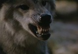 Сцена из фильма Серебряный волк / Silver Wolf (1999) Серебряный волк сцена 2