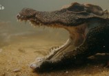 Сцена из фильма Пещерные крокодилы Габона / Cave Cross of Gabon (2018) Пещерные крокодилы Габона сцена 5
