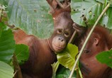 Сцена из фильма Спасти орангутана / Red Ape. Saving the Orangutan (2018) Спасти орангутана сцена 2