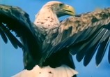 ТВ BBC: Наедине с природой: Империя Орлана / The Eagle Empire (2004) - cцена 2