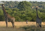 Сцена из фильма Жираф: Африканские гиганты / Giraffe. African Gian (2015) Жираф: Африканские гиганты сцена 3
