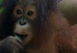 ТВ BBC: Живой мир (Мир природы): Король орангутангов / The Natural World. The Orangutan king (2005) - cцена 2