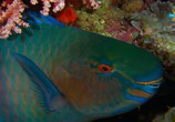 Сцена из фильма Фридайвинг на Большом Барьерном рифе / Ultimate Freedive: The Great Barrier Reef (2016) Фридайвинг на Большом Барьерном рифе сцена 5