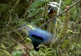 ТВ BBC: Живой мир (Мир природы): Райские птицы / BBC:  Natural World. Birds of Paradise (1996) - cцена 2