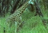 ТВ BBC: Наедине с природой: Жирафы / BBC: Giraffe the impossible animal (2004) - cцена 3