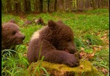Сцена из фильма Истории о зверятах: Медвежата. Почти медведи (2001) Истории о зверятах: Медвежата. Почти медведи сцена 3