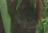 ТВ Discovery: Дикая Азия: В царстве рыжей обезьяны / Wild Asia: In the Realm Of The Red Ape (2001) - cцена 6