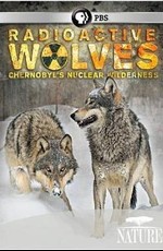 Радиоактивные волки Чернобыля