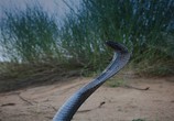ТВ BBC: Смертоносные змеи Индии / BBC: One Million Snake Bites (2011) - cцена 1
