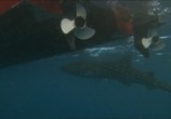Сцена из фильма BBC: Китовая акула / BBC: Whale Shark (2008) BBC: Китовая акула сцена 4