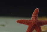 Сцена из фильма Морская звезда / Starfish (2018) Морская звезда сцена 3