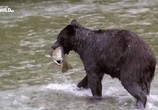 Сцена из фильма Гризли Аляски бросают вызов / Alaska's Grizzly Gauntlet (2018) Гризли Аляски бросают вызов сцена 1