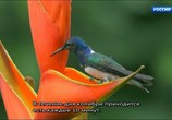 Сцена из фильма Радужный мир природы Коста-Рики / The Wildlife Of Costa Rica (2010) Радужный мир природы Коста-Рики сцена 5