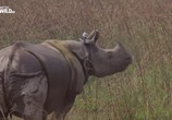 Сцена из фильма На защите носорогов / Chasing Rhinos (2013) На защите носорогов сцена 6