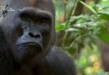 Сцена из фильма Тайна горилл / Mystery Gorilla (2009) Тайна горилл сцена 7